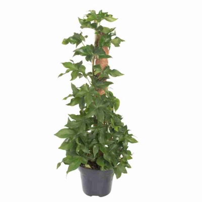 Фатсхедера лизе Пиа моссток