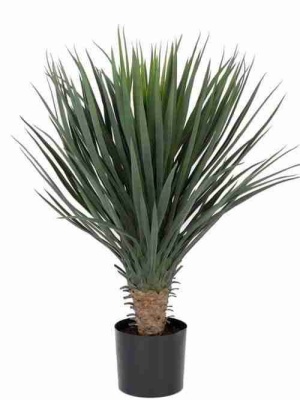 Юкка Рострата