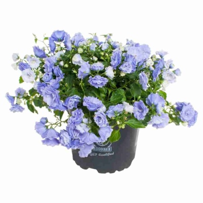 Кампанула махровая синяя