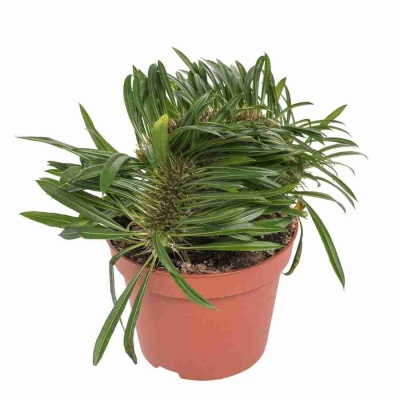 Пахиподиум Ламери Кристаат