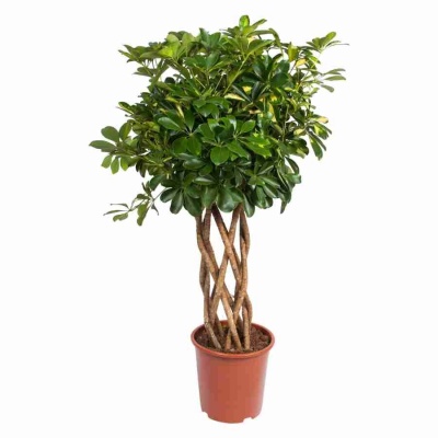 Шеффлера Голд Капелла цилиндр