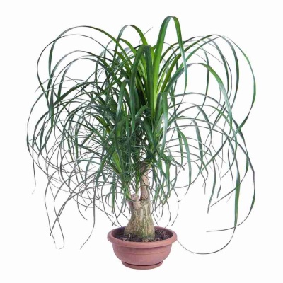 Бутылочное дерево