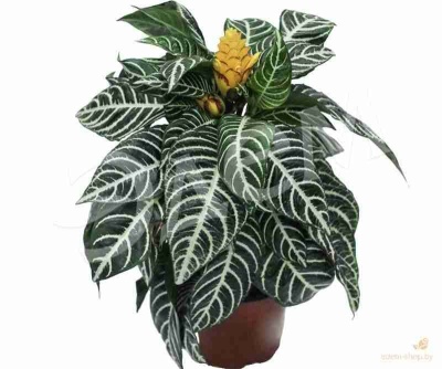 Афеляндра Скуарроса Дания