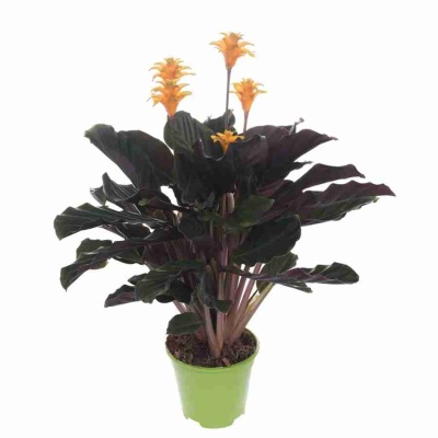 Калатея Кроката