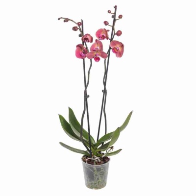 Фаленопсис Октобер Форест