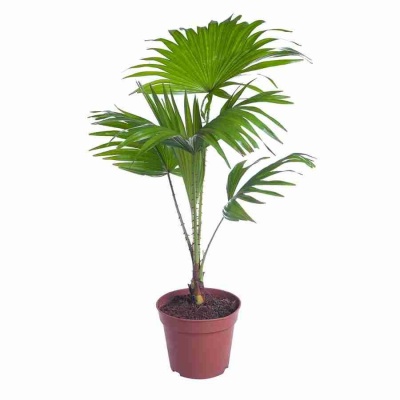 Ливистона Ротундифолиа