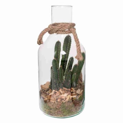 Цереус валидус в стекле