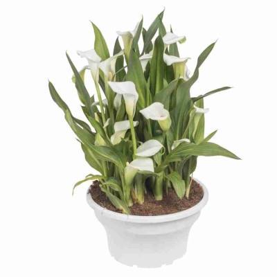 Калла Албомакулата