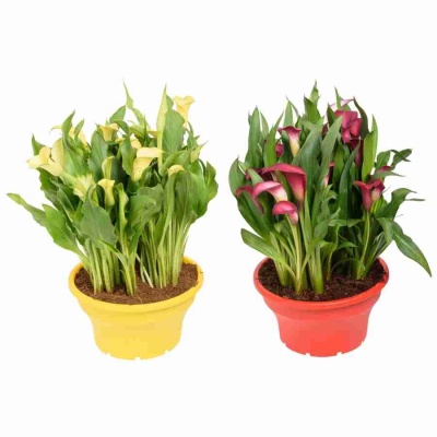 Калла Болеро