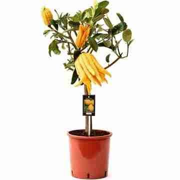 Цитрус Рука Будды