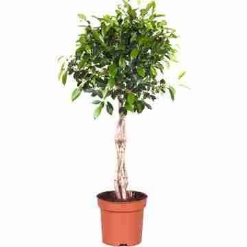 Фикус бенджамина Нитида Переплетеный