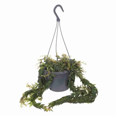 Эсхинантус Красивый