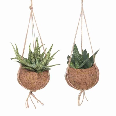 Алоэ и Гастерия ампельные