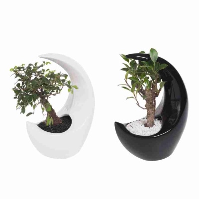 Бонсай Дзелька