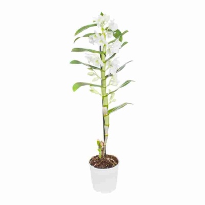 Дендробиум нобиле Белый 1 ст