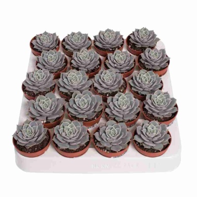 Эхеверия Лола