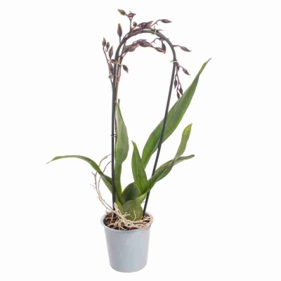 Камбрия Бобкэт каскад 1 ст