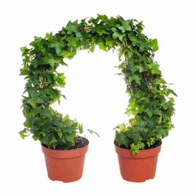 Хедера хеликс Грин дуга