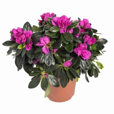 Азалия индика лиловая