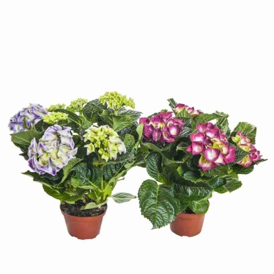 Гортензия Красная сенсация