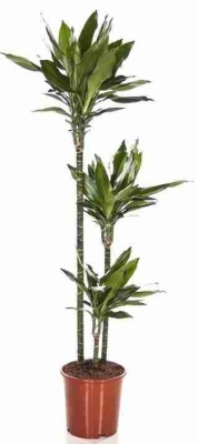 Драцена фрагранс Джанет Линд 3 ствола