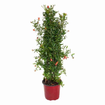 Гранат пирамида