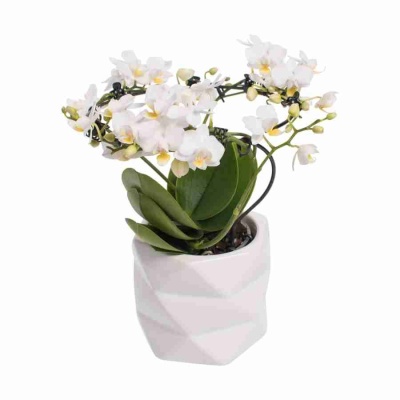 Фаленопсис Белый энжел 2 ст 