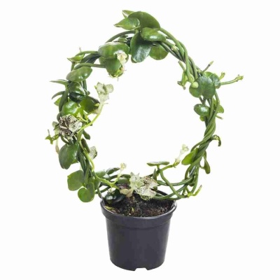 Церопегия Сандерсони обод