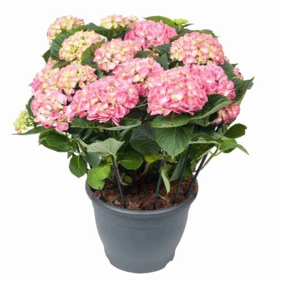 Гортензия Леммонхофф 