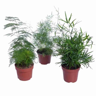 Аспарагус Мейерс