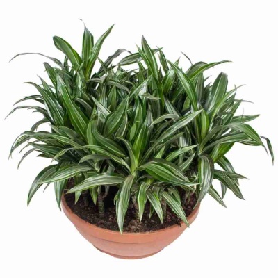 Драцена фрагранс Улиссус 21 ст в плошке