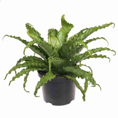 Асплениум Крисси