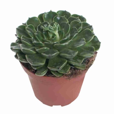 Эхеверия Грин