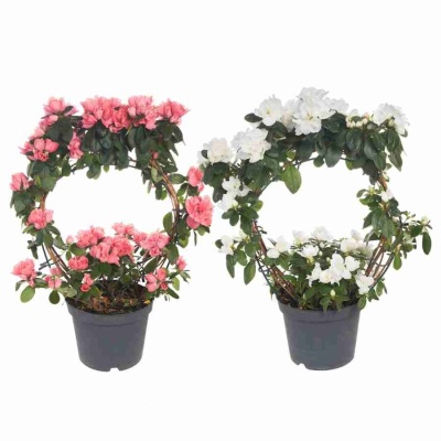 Азалия индика обод