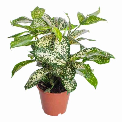 Драцена суркулоза Годсевиана