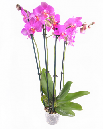 Фаленопсис ассорти 4 ствола