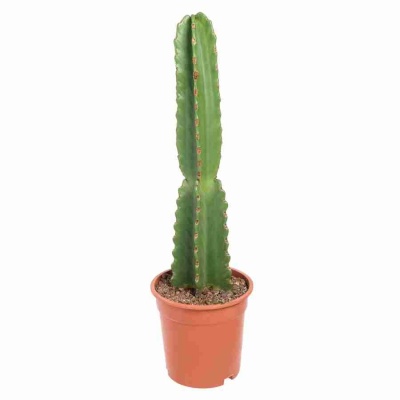 Цереус ямакару