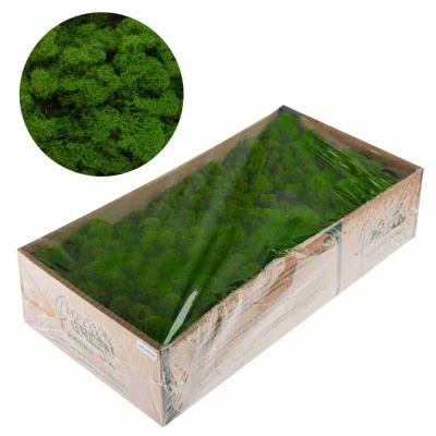 Мох стабилизированный темно-зеленый