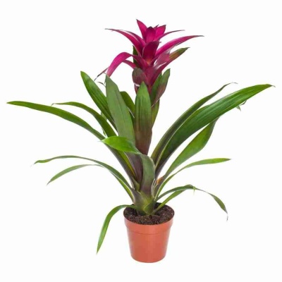 Гузмания Пэшн