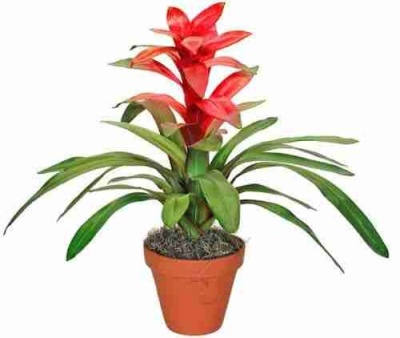 Гузмания Темпо