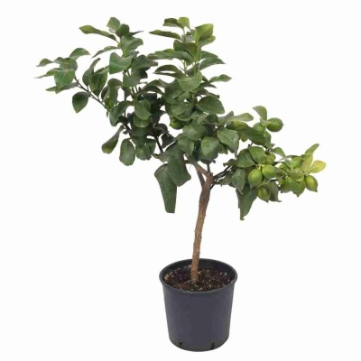 Цитрус Лимон Пикколо