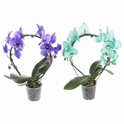 Фаленопсис королевский Мейк Ап обод голубой