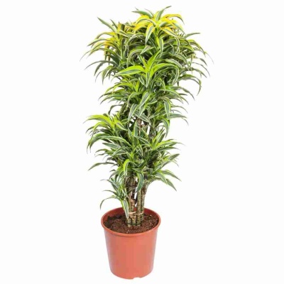 Драцена фрагранс Сюрприз разветвленная