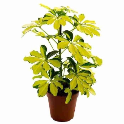 Шеффлера Мелани