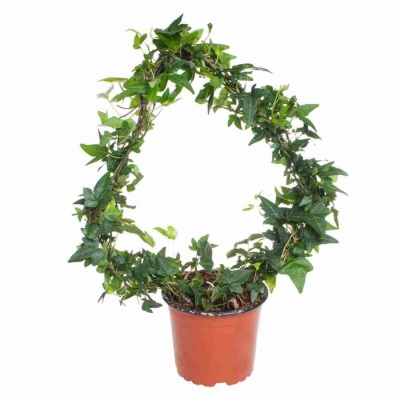 Хедера хеликс Шамрок обод