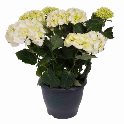 Гортензия Madame Emile Mouilliere