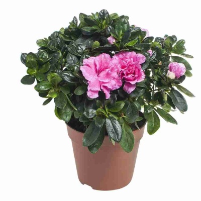 Азалия индика розовая