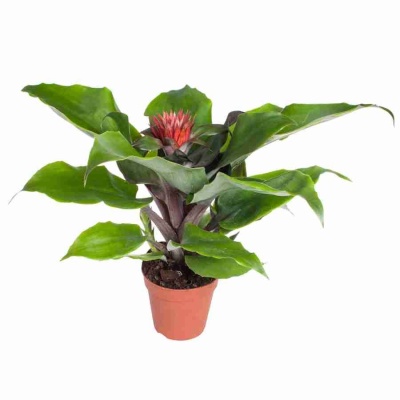 Эхмея Таэнсис