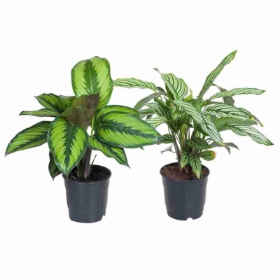 Калатея Пинстрайп