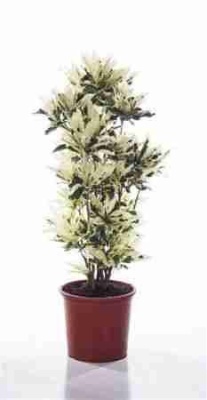 Кодиеум Тамара